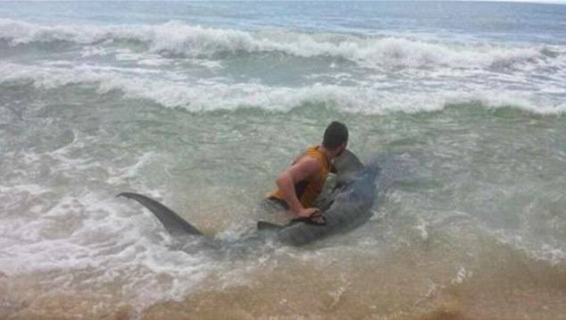 澳大利亚青年在海滩钓鱼意外钓到4米长虎鲨 经过三小时周旋最终将鲨鱼放归大海