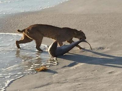 美国佛州海滩惊见猫鲨大战 山猫获胜拖鲨鱼