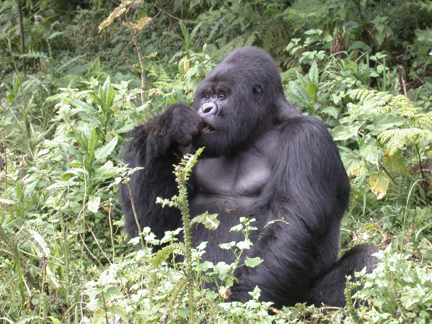 山地大猩猩，火山国家公园，卢旺达 库存图片. 图片 包括有 动物区系, 叶子, 比赛, 爱好健美者, 大猩猩 - 85951973
