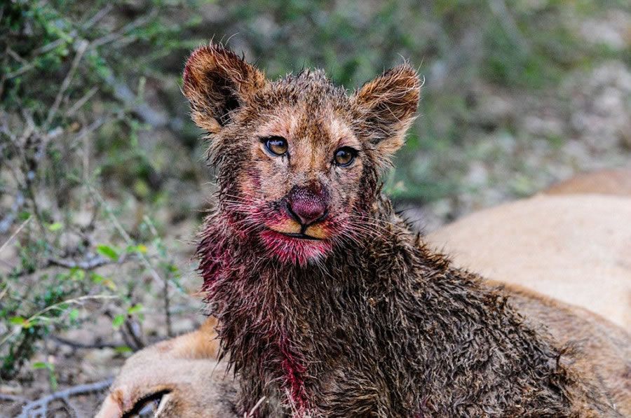 南非野生动物园萨比萨比禁猎区两只幼狮靠自己的力量饱餐一顿