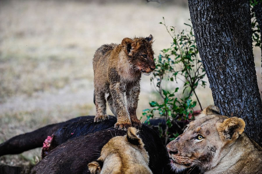 南非野生动物园萨比萨比禁猎区两只幼狮靠自己的力量饱餐一顿