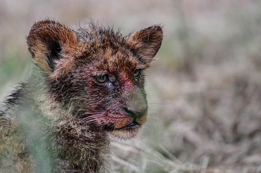 南非野生动物园萨比萨比禁猎区两只幼狮靠自己的力量饱餐一顿