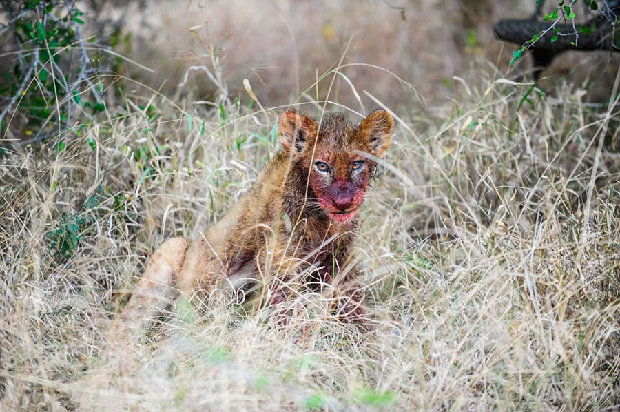 南非野生动物园萨比萨比禁猎区两只幼狮靠自己的力量饱餐一顿