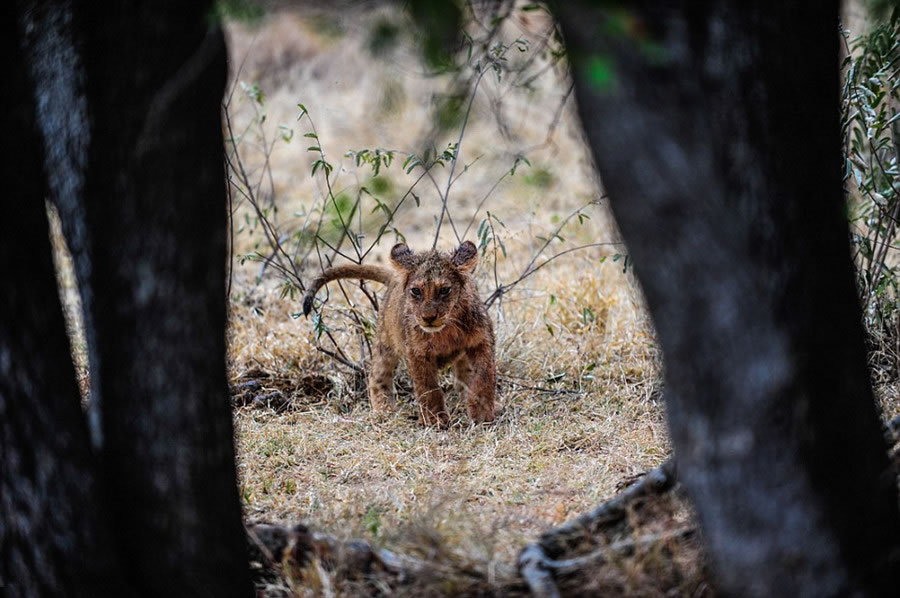 南非野生动物园萨比萨比禁猎区两只幼狮靠自己的力量饱餐一顿