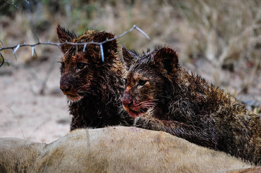 南非野生动物园萨比萨比禁猎区两只幼狮靠自己的力量饱餐一顿