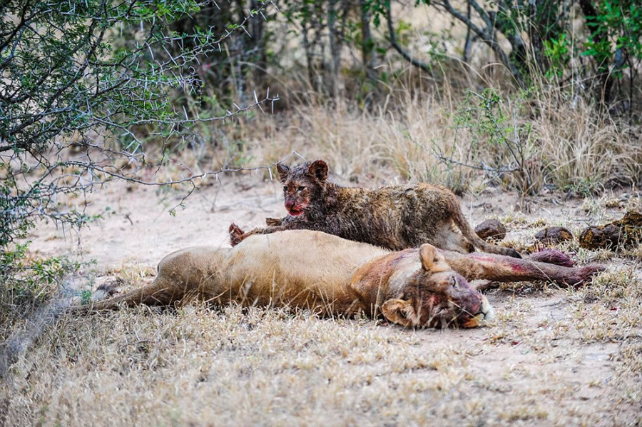 南非野生动物园萨比萨比禁猎区两只幼狮靠自己的力量饱餐一顿