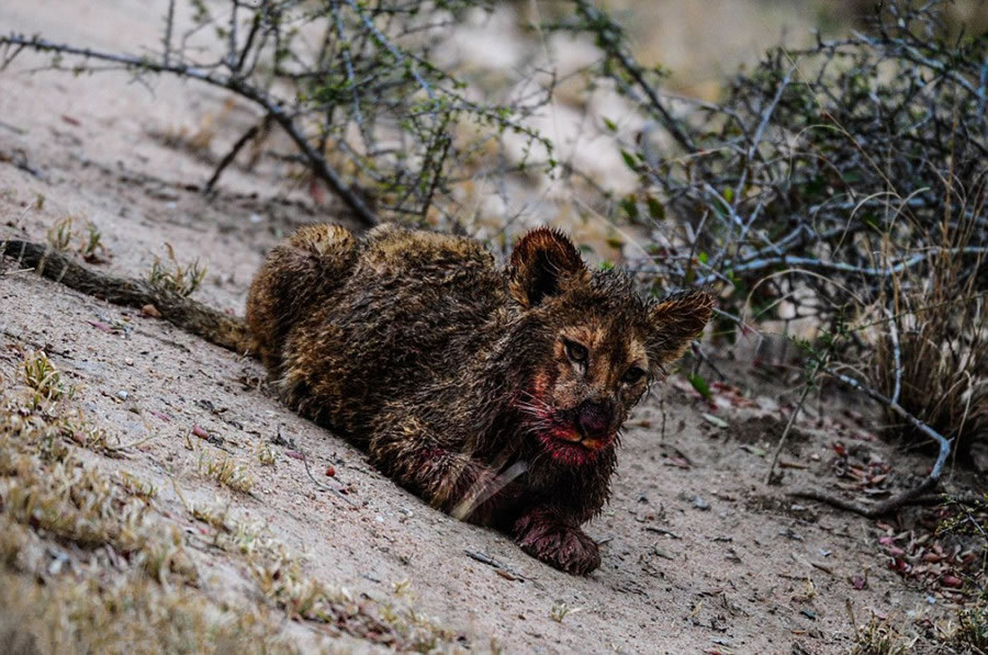 南非野生动物园萨比萨比禁猎区两只幼狮靠自己的力量饱餐一顿
