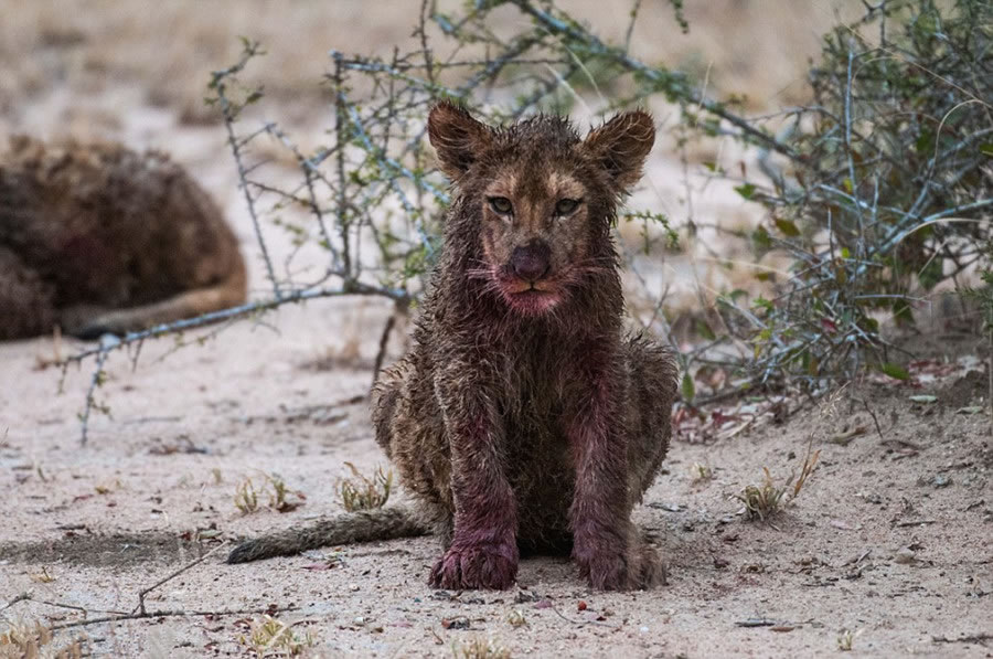 南非野生动物园萨比萨比禁猎区两只幼狮靠自己的力量饱餐一顿