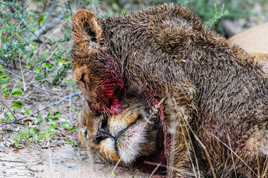 南非野生动物园萨比萨比禁猎区两只幼狮靠自己的力量饱餐一顿