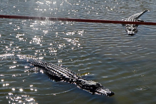 ��������Jason McDonald��������ֳ�����ݾ��ա���������