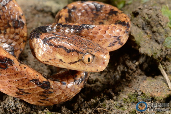 ̨���������ࡸ̩�Ŷ�ͷ�ߡ������޶�����ͼ���γ����㣬̨ʦ���ṩ��