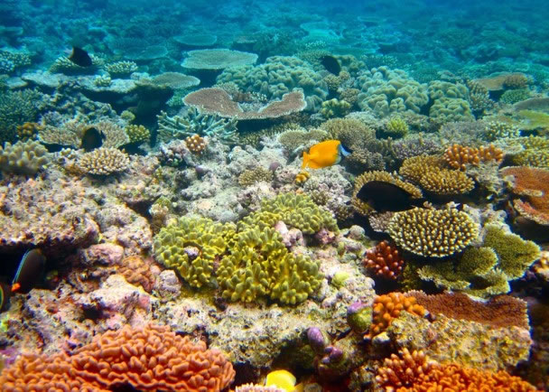 研究发现,全球多个珊瑚礁生态大受威胁。