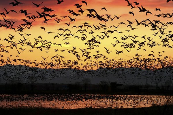 6万多只大雁飞抵日本北海道沼泽地