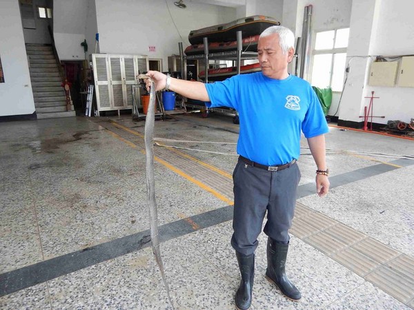 消防人员表示,眼镜蛇可能偷吃蛋,才长得那么壮硕。(图/屏东县消防局提供)