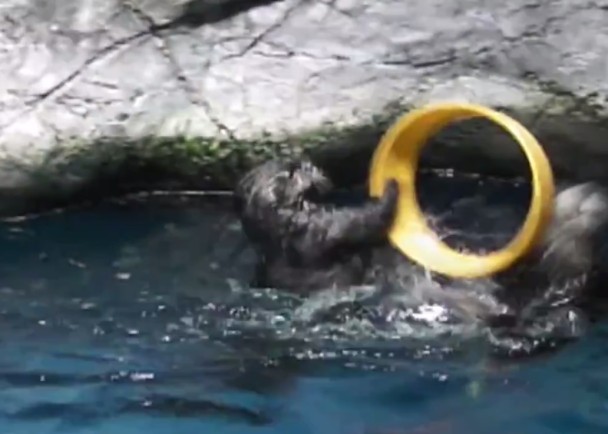 ��һͷˮ̡���ң��ν�����ʳ������Ȧ���������������ɿ�ȥ��