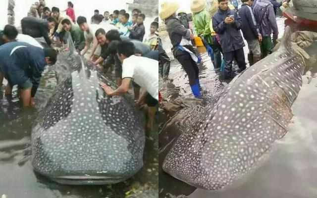 �㶫�������񲶻�����ǧ�ﾨ������