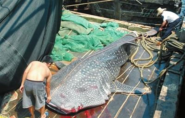 2014��5��12��տ�����񲶻�ĳ�6.3�׵Ĵ���