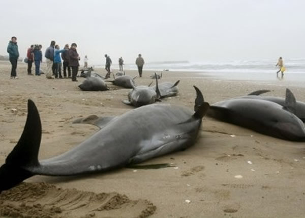 茨城县海滩昨日有逾百条海豚冲上海滩搁浅，专家担心与地震有关。