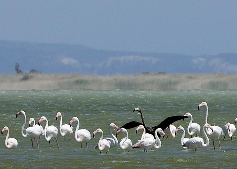 ר��ָ��ɫ��׿��ܺ�ȥ������ɫ�б����ֵ���ͬһֻ