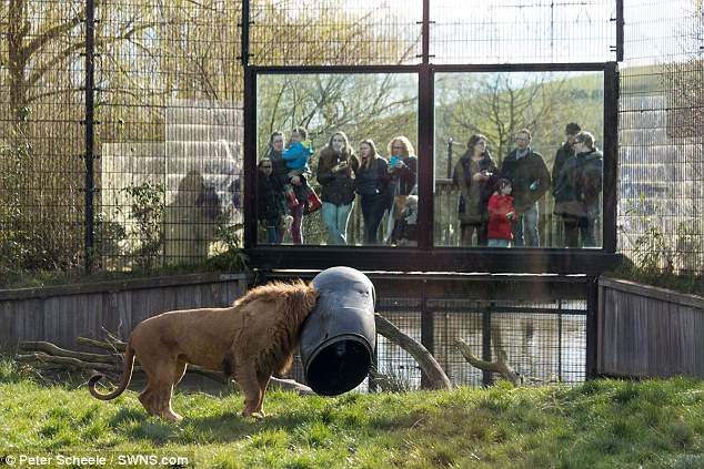 Dierenrijk԰֮ʨͷͰѲ