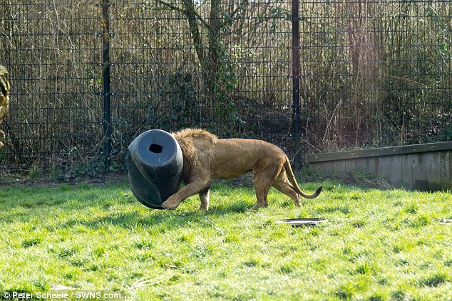 Dierenrijk԰֮ʨͷͰѲ