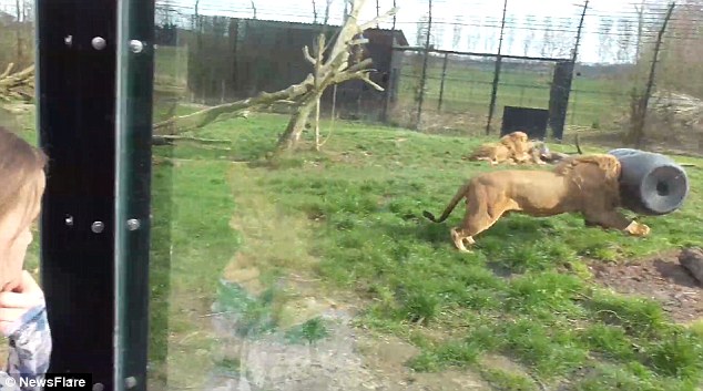 Dierenrijk԰֮ʨͷͰѲ