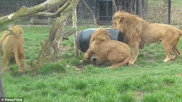 Dierenrijk԰֮ʨͷͰѲ