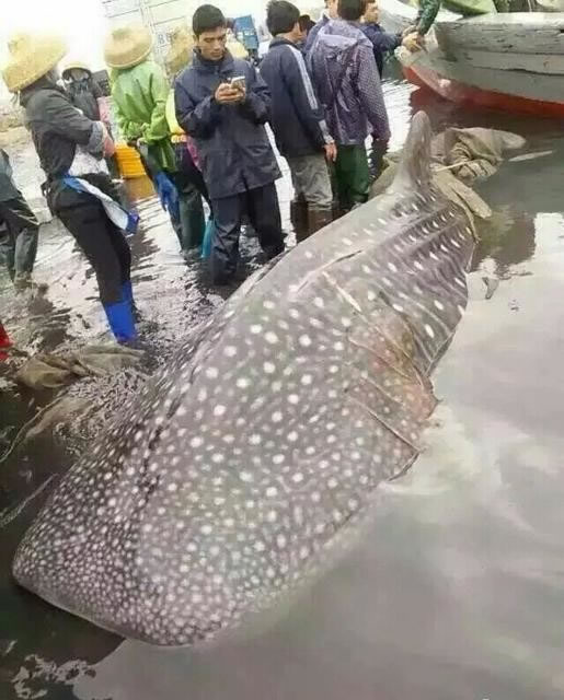 ������Χ�۲����㾨�衣