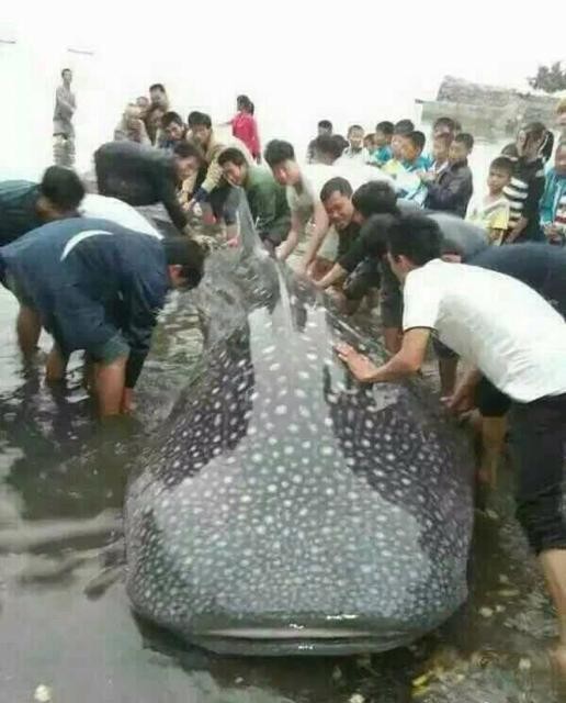 �������������Ź�󺣡�