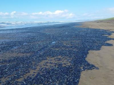 美国俄勒冈州成千上万帆水母被冲上岸