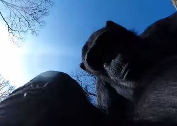 猩猩对无人机显得好奇十足,不停拨弄无人机镜头。