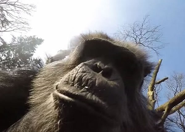 猩猩笑容满面,摆好姿势自拍。