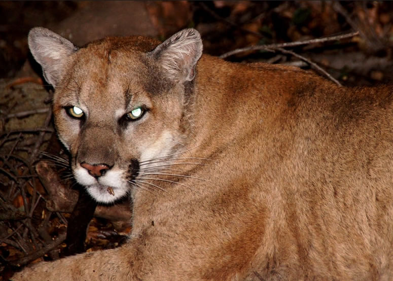 P-22����ɼ������������ͼΪ����ǰ����Ƭ��