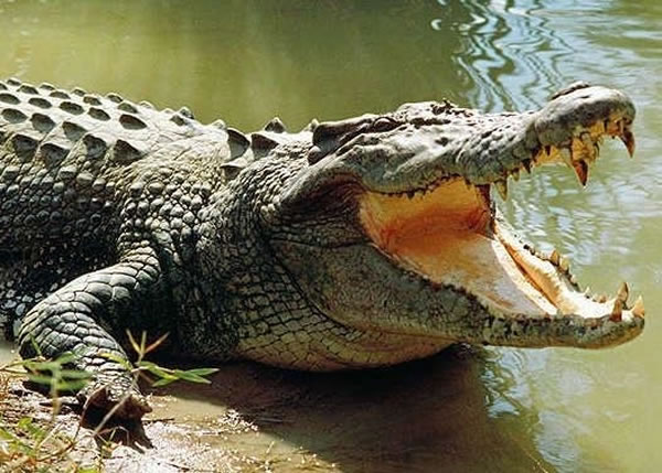 墨西哥一名男子在度假区淡水湖游泳，遭鳄鱼拖落水底遇溺身亡。（资料图片）