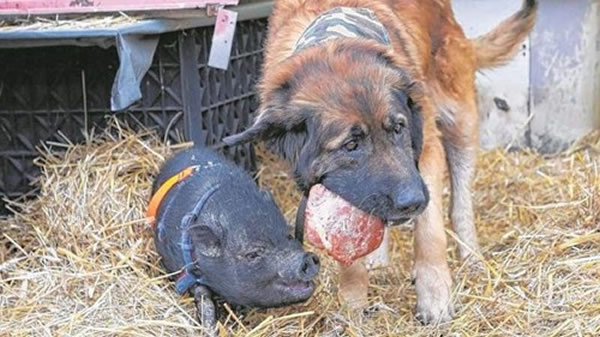 ��Ȯ����Ұ��