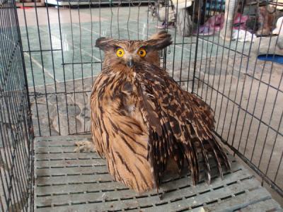 美国宇航局观测到一个超大质量黑洞吞噬一颗红