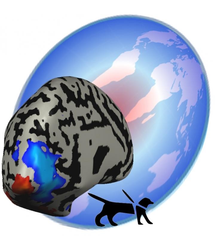 失明并不会损害大脑基于视觉的感官网络