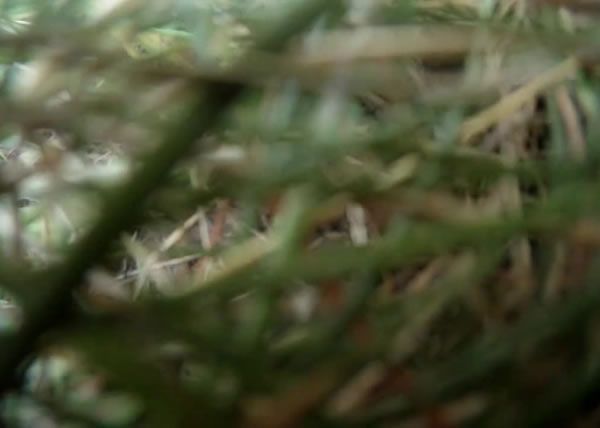 �����¼�����ڸɲݶ��ϣ�ȴδ����١�