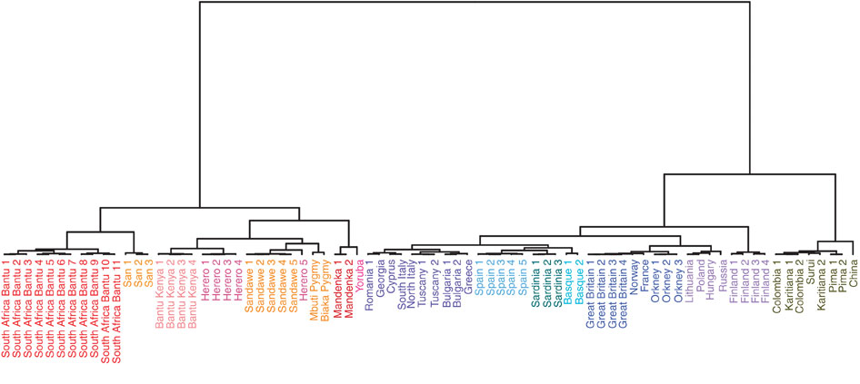 不同的祖先群体的基因对于美洲人口的贡献