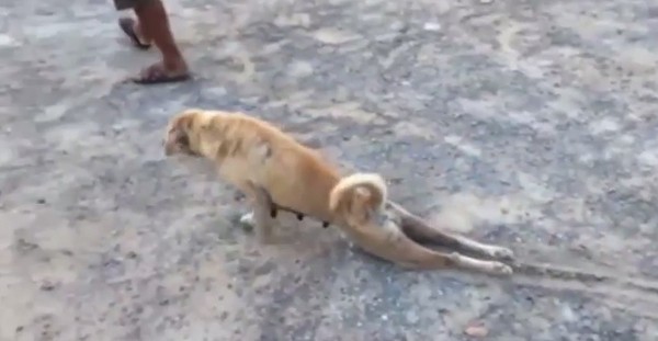 小黄狗装瘸乞讨让网友看了哭笑不得