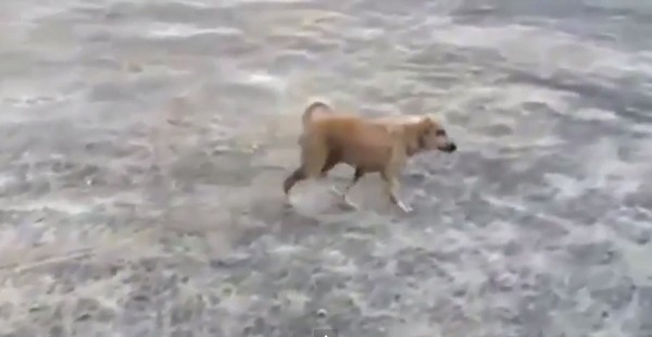 眼看装瘸无效,小黄狗4脚踏地逃离现场。