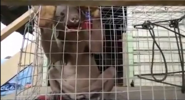 抓到水鬼?染了皮肤病的马来熊像极电影里的“咕噜”