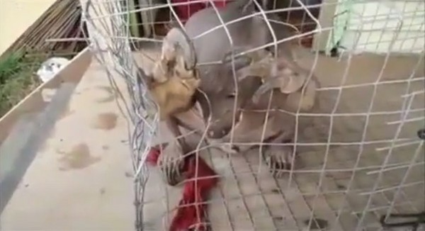 抓到水鬼?染了皮肤病的马来熊像极电影里的“咕噜”