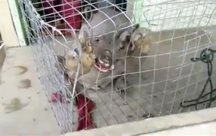 该动物张牙舞爪,咬烂铁笼。