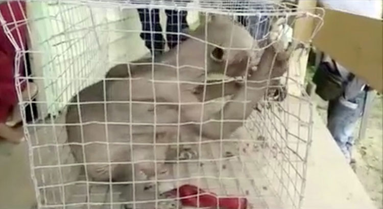 林业专家料马来熊染了皮肤病,全身皮毛脱落。