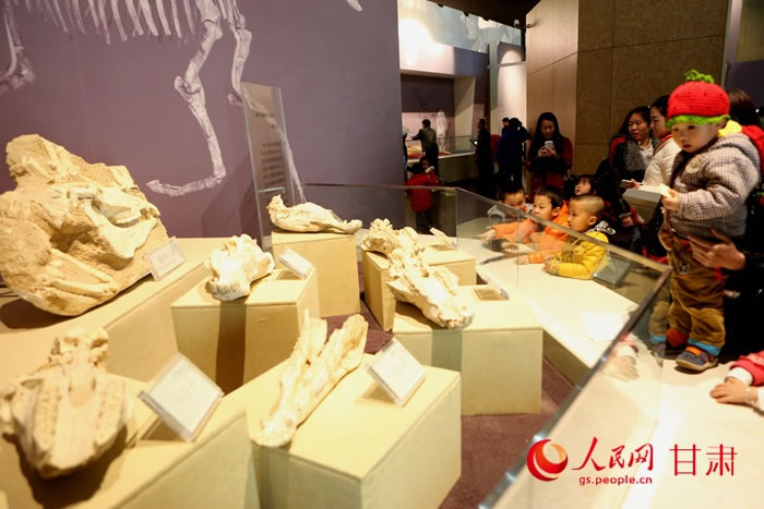 18日,游客在和政县古动物化石博物馆欣赏埃氏马古动物化石。牟健 摄