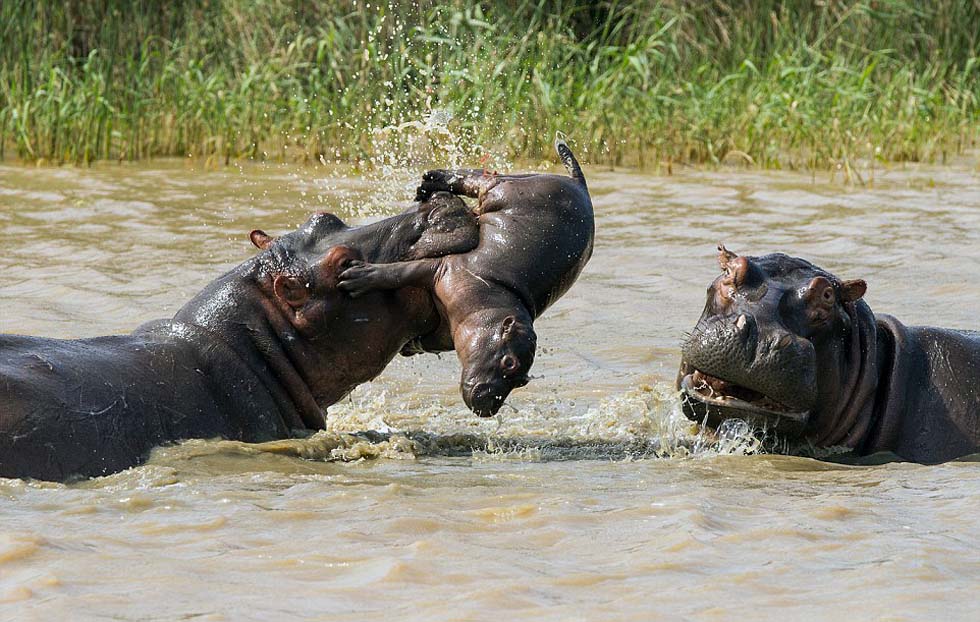 �����Ŀ����С���������뼤������ս���ĳ���