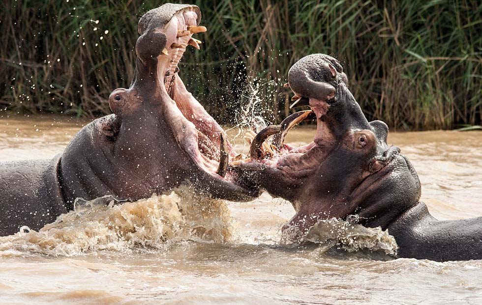 ����ͷ���������������ˮ�ж�սʱ��С�����ƺ��Ѿ�һ��������