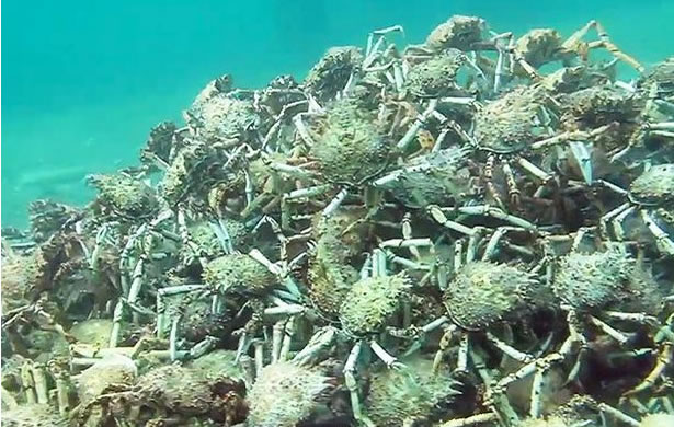 澳大利亚墨尔本附近海岸发现罕见奇观:千余只蜘蛛蟹在海底排成壮观的金字塔形状