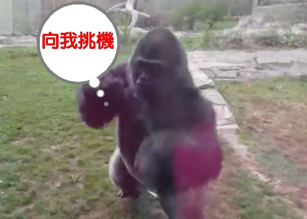 Kijoto突然冲前向玻璃挥拳